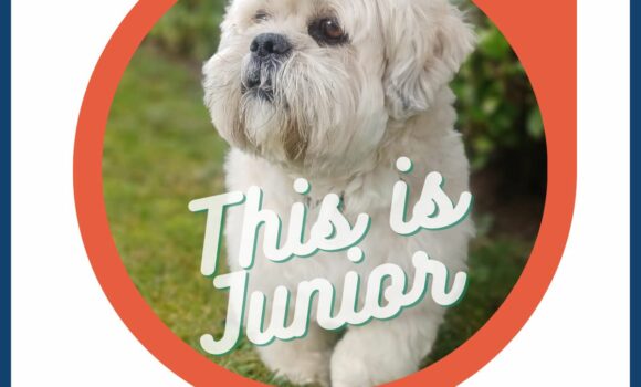 Junior, le Lhassa Apso : Mascotte Bien-Aimée d’Alsace Conseils